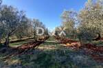 Zemljiste, Novigrad, prodaja, 161000 €, 6413 m2