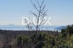 Zemljiste, Labin, Rabac, prodaja, 103000 €, 5130 m2