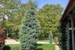 Kuca, Tinjan, prodaja, 329000 €, 70 m2