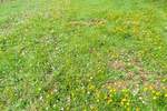 Zemljiste, Krnica, prodaja, 88000 €, 0 m2