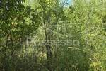 Zemljiste, Buzet, Selca, prodaja, 29055 €, 1431 m2
