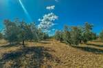 Zemljiste, Umag, prodaja, 850000 €, 8056 m2
