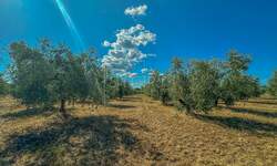 Zemljiste, Umag, prodaja, 850000 €, 8056 m2