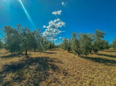 Zemljiste, Umag, prodaja, 850000 €, 8056 m2
