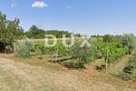Zemljiste, Bale, prodaja, 180000 €, 7595 m2