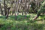 Zemljiste, Pula, Stoja, prodaja, 500000 €, 592 m2