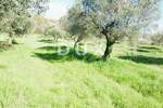 Zemljiste, Bale, prodaja, 240000 €, 16169 m2