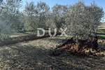Zemljiste, Novigrad, prodaja, 241000 €, 9632 m2