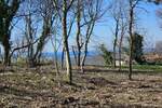 Zemljiste, Buje, Baredine, prodaja, 235000 €, 1000 m2