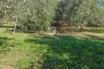Zemljiste, Buje, prodaja, 120000 €, 307 m2