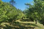 Kuca, Buzet, prodaja, 364000 €, 200 m2