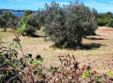 Zemljiste, Fažana, prodaja, 229000 €, 0 m2