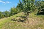 Zemljiste, Pazin, prodaja, 135900 €, 0 m2