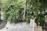 Kuca, Mali Lošinj, Veli Lošinj, prodaja, 600000 €, 360 m2