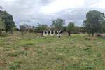 Zemljiste, Benkovac, Tinj, prodaja, 250000 €, 5396 m2