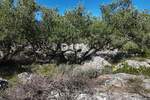 Zemljiste, Krk, prodaja, 161000 €, 8011 m2