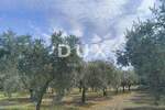 Zemljiste, Kaštelir-Labinci, Labinci, prodaja, 650000 €, 39000 m2