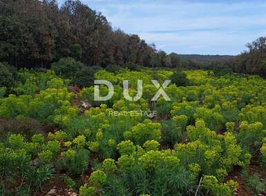 Zemljiste, Mali Lošinj, Punta Križa, prodaja, 90000 €, 7300 m2