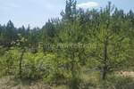 Kuca, Lupoglav, Lesišćina, prodaja, 169000 €, 198 m2