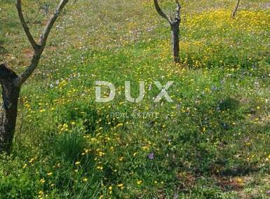 Zemljiste, Marčana, Divšići, prodaja, 115000 €, 1970 m2