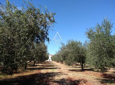 Zemljiste, Umag, prodaja, 360000 €, 10292 m2