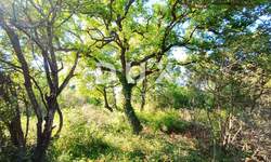 Zemljiste, Vodnjan, Peroj, prodaja, 125440 €, 1792 m2