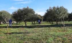 Zemljiste, Krk, Vrh, prodaja, 255000 €, 13127 m2