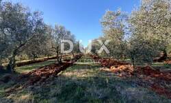 Zemljiste, Novigrad, prodaja, 241000 €, 9632 m2