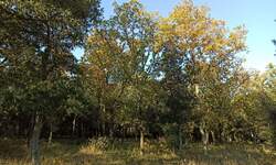 Zemljiste, Medulin, prodaja, 116000 €, 3694 m2