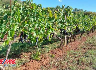 Zemljiste, Barban, Šajini, prodaja, 80400 €, 20100 m2