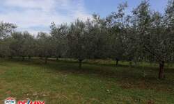 Zemljiste, Marčana, Peruški, prodaja, 40 €, 21701 m2