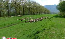 Zemljiste, Kršan, Polje Čepić, prodaja, 4 €, 12532 m2