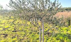 Zemljiste, Medulin, Premantura, prodaja, 43000 €, 1300 m2