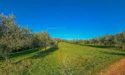 Zemljiste, Brtonigla, prodaja, 31000 €, 2453 m2