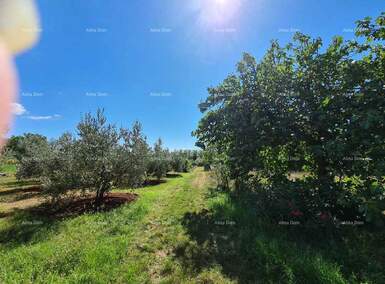 Zemljiste, Pula, prodaja, 220000 €, 0 m2