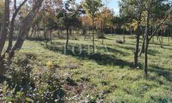 Zemljiste, Barban, prodaja, 85000 €, 1284 m2