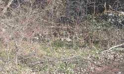 Zemljiste, Labin, prodaja, 130000 €, 1924 m2