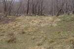 Zemljiste, Jelenje, Podhum, prodaja, 51500 €, 6400 m2
