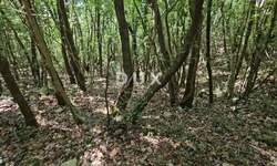 Zemljiste, Marčana, Pavićini, prodaja, 146700 €, 14670 m2