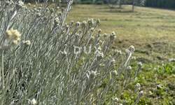 Zemljiste, Marčana, Loborika, prodaja, 302800 €, 3028 m2