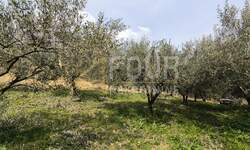 Zemljiste, Buzet, Juradi, prodaja, 37000 €, 1019 m2