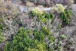 Zemljiste, Crikvenica, prodaja, 65000 €, 800 m2
