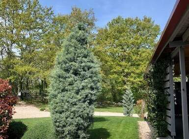 Kuca, Tinjan, prodaja, 329000 €, 70 m2