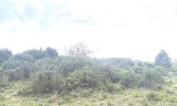 Zemljiste, Medulin, Premantura, prodaja, 62000 €, 1481 m2