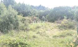 Zemljiste, Medulin, Premantura, prodaja, 33500 €, 812 m2