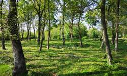 Zemljiste, Tinjan, Muntrilj, prodaja, 1 €, 3000 m2