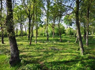 Zemljiste, Tinjan, Muntrilj, prodaja, 1 €, 3000 m2