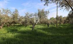 Zemljiste, Pula, Centar, prodaja, 602472 €, 5793 m2