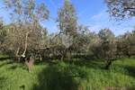Zemljiste, Pula, Centar, prodaja, 602472 €, 5793 m2