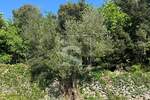 Zemljiste, Marčana, Rakalj, prodaja, 55000 €, 5028 m2